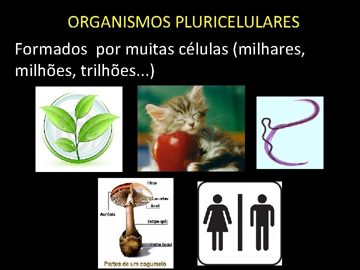 ORGANISMOS PLURICELULARES Formados por muitas células (milhares, milhões, trilhões. . . ) 