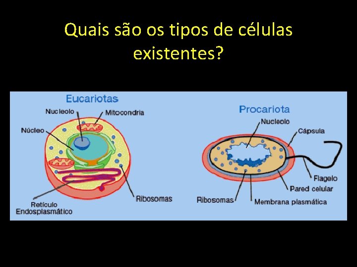 Quais são os tipos de células existentes? 