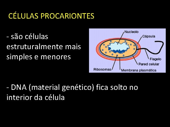 CÉLULAS PROCARIONTES - são células estruturalmente mais simples e menores - DNA (material genético)