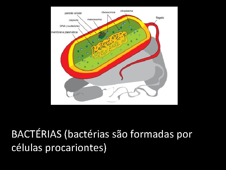 BACTÉRIAS (bactérias são formadas por células procariontes) 