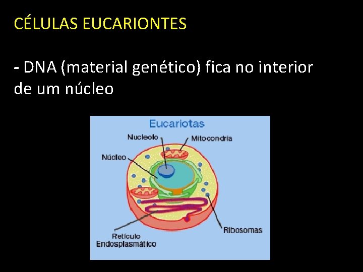 CÉLULAS EUCARIONTES - DNA (material genético) fica no interior de um núcleo 