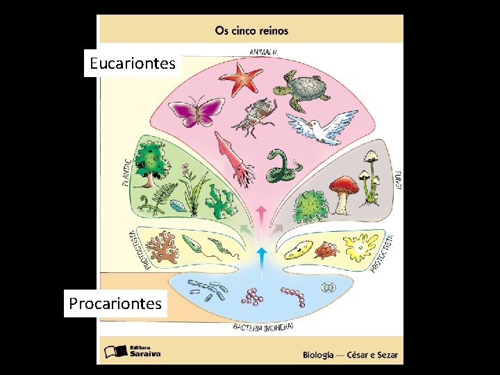 Eucariontes Procariontes 