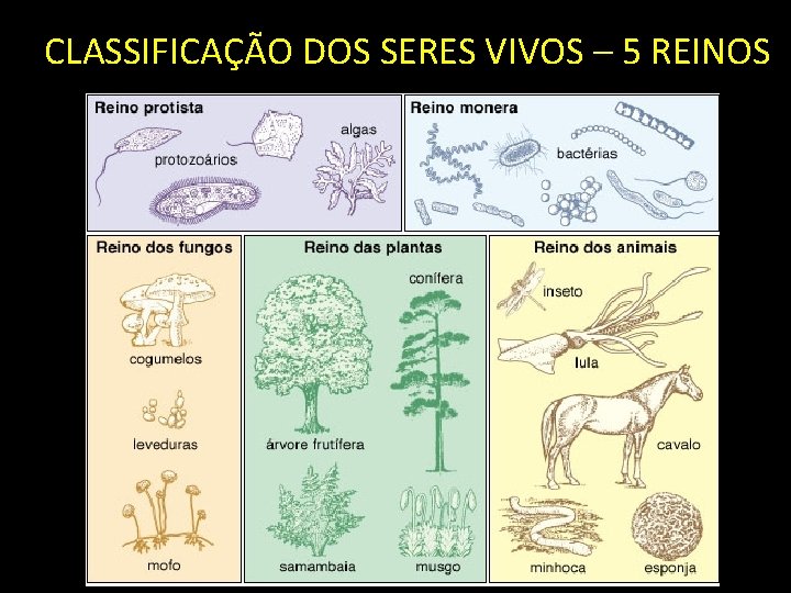 CLASSIFICAÇÃO DOS SERES VIVOS – 5 REINOS 