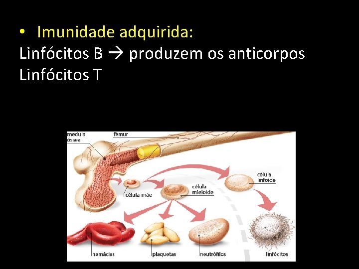  • Imunidade adquirida: Linfócitos B produzem os anticorpos Linfócitos T 