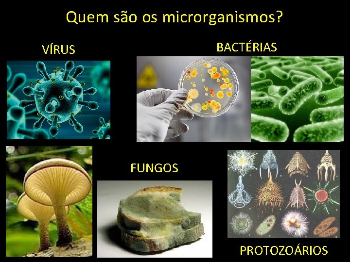 Quem são os microrganismos? BACTÉRIAS VÍRUS FUNGOS PROTOZOÁRIOS 