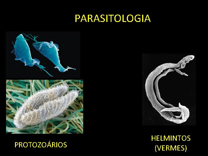 PARASITOLOGIA PROTOZOÁRIOS HELMINTOS (VERMES) 