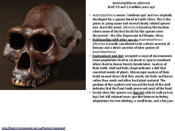 Australopithecus afarensis lived 3. 9 and 2. 8 million years ago • Australopithecus means