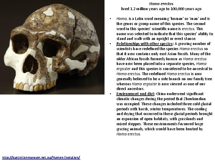 Homo erectus lived 1. 2 million years ago to 100, 000 years ago •