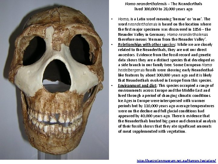 Homo neanderthalensis – The Neanderthals lived 300, 000 to 28, 000 years ago •