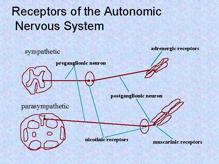 Receptors of the Autonomic Nervous System adrenergic receptors sympathetic preganglionic neuron postganglionic neuron parasympathetic