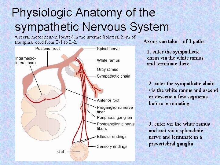 Physiologic Anatomy of the sympathetic Nervous System visceral motor neuron located in the intermediolateral