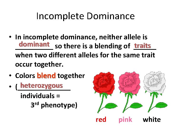 Incomplete Dominance • In incomplete dominance, neither allele is dominant so there is a