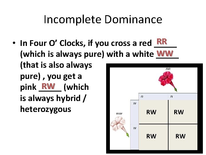 Incomplete Dominance RR • In Four O’ Clocks, if you cross a red _____