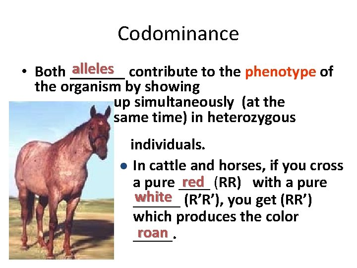 Codominance alleles contribute to the phenotype of • Both _______ the organism by showing