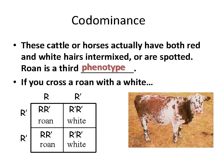 Codominance • These cattle or horses actually have both red and white hairs intermixed,