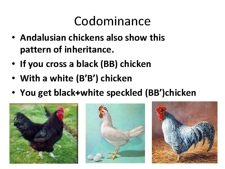 Codominance • Andalusian chickens also show this pattern of inheritance. • If you cross