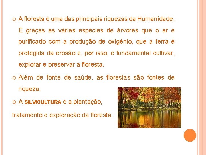  A floresta é uma das principais riquezas da Humanidade. É graças às várias