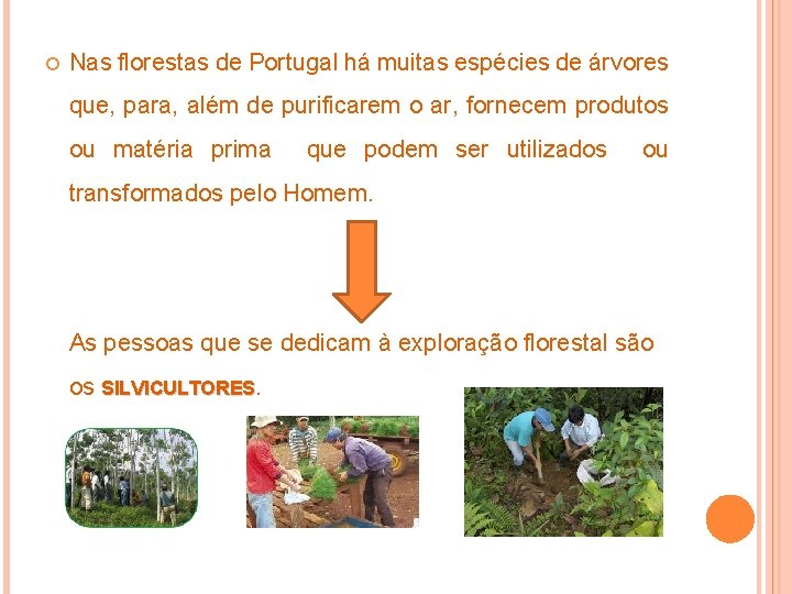  Nas florestas de Portugal há muitas espécies de árvores que, para, além de