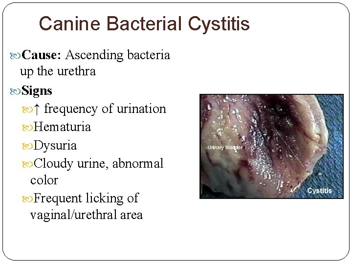 Canine Bacterial Cystitis Cause: Ascending bacteria up the urethra Signs ↑ frequency of urination