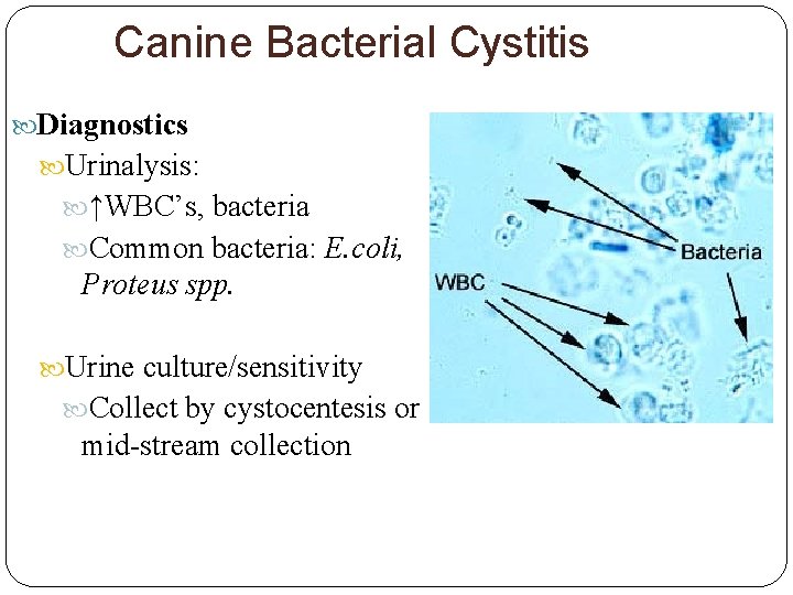 Canine Bacterial Cystitis Diagnostics Urinalysis: ↑WBC’s, bacteria Common bacteria: E. coli, Proteus spp. Urine