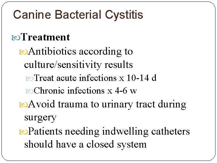 Canine Bacterial Cystitis Treatment Antibiotics according to culture/sensitivity results Treat acute infections x 10