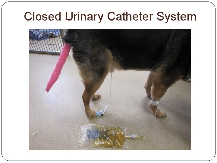 Closed Urinary Catheter System 