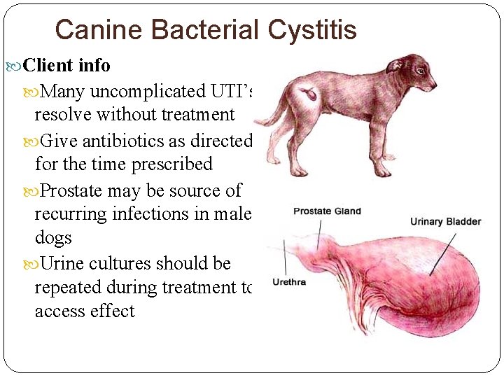 Canine Bacterial Cystitis Client info Many uncomplicated UTI’s resolve without treatment Give antibiotics as