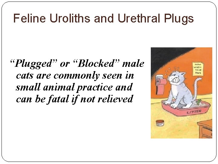 Feline Uroliths and Urethral Plugs “Plugged” or “Blocked” male cats are commonly seen in