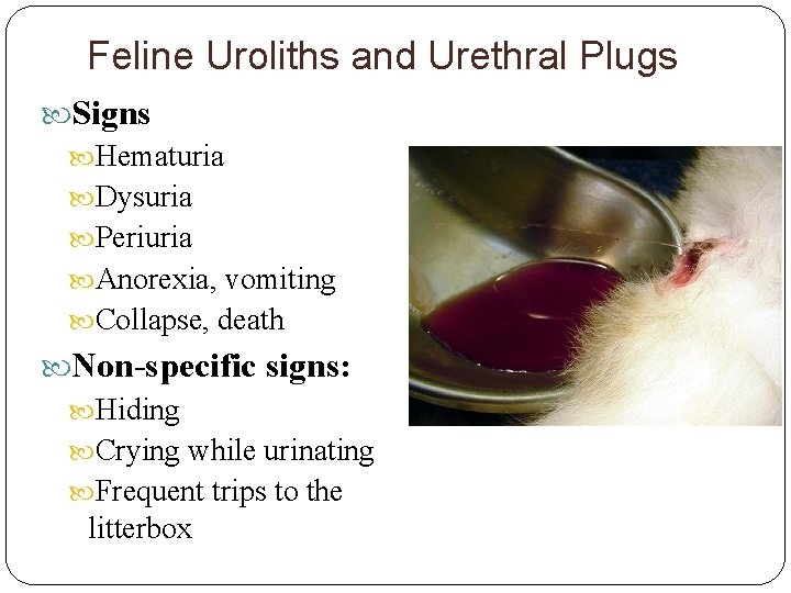 Feline Uroliths and Urethral Plugs Signs Hematuria Dysuria Periuria Anorexia, vomiting Collapse, death Non-specific