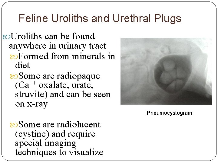 Feline Uroliths and Urethral Plugs Uroliths can be found anywhere in urinary tract Formed