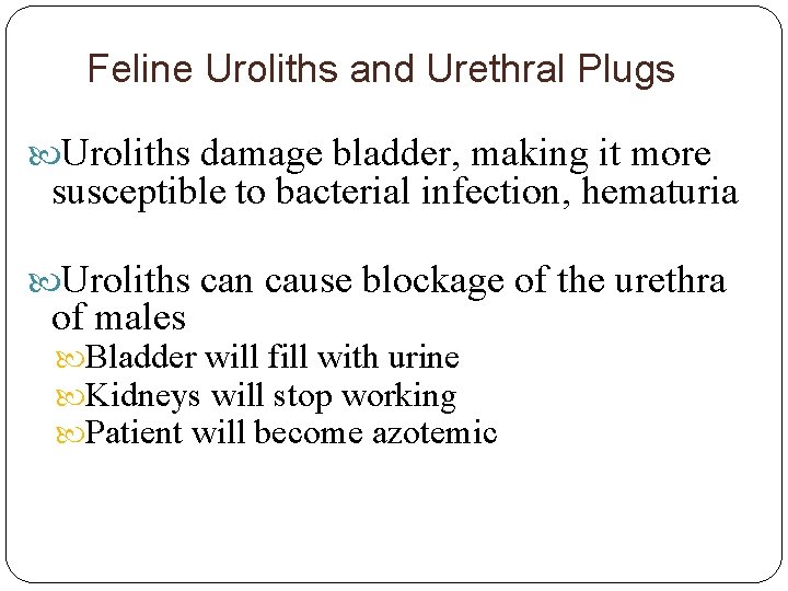 Feline Uroliths and Urethral Plugs Uroliths damage bladder, making it more susceptible to bacterial