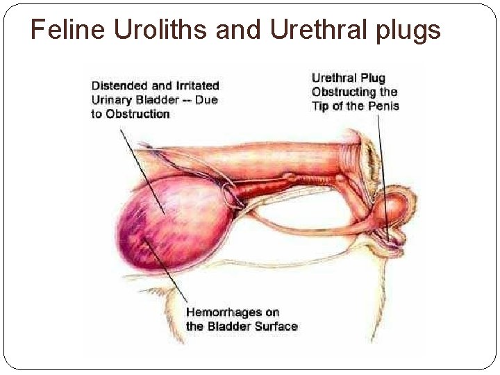 Feline Uroliths and Urethral plugs 