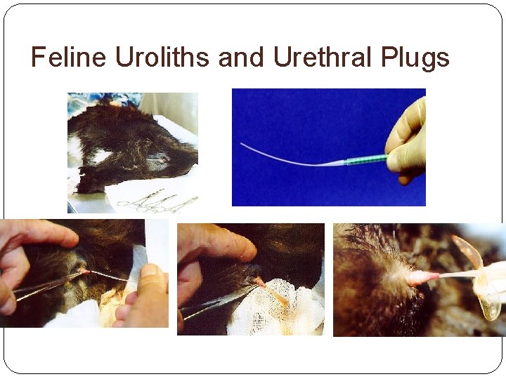 Feline Uroliths and Urethral Plugs 