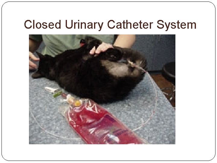 Closed Urinary Catheter System 