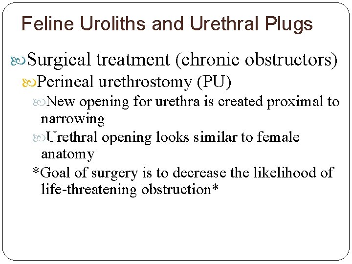 Feline Uroliths and Urethral Plugs Surgical treatment (chronic obstructors) Perineal urethrostomy (PU) New opening