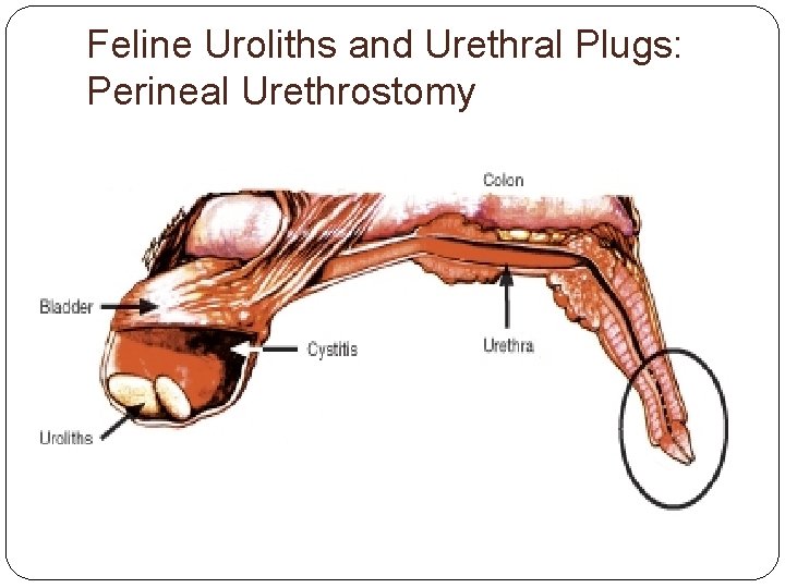 Feline Uroliths and Urethral Plugs: Perineal Urethrostomy 