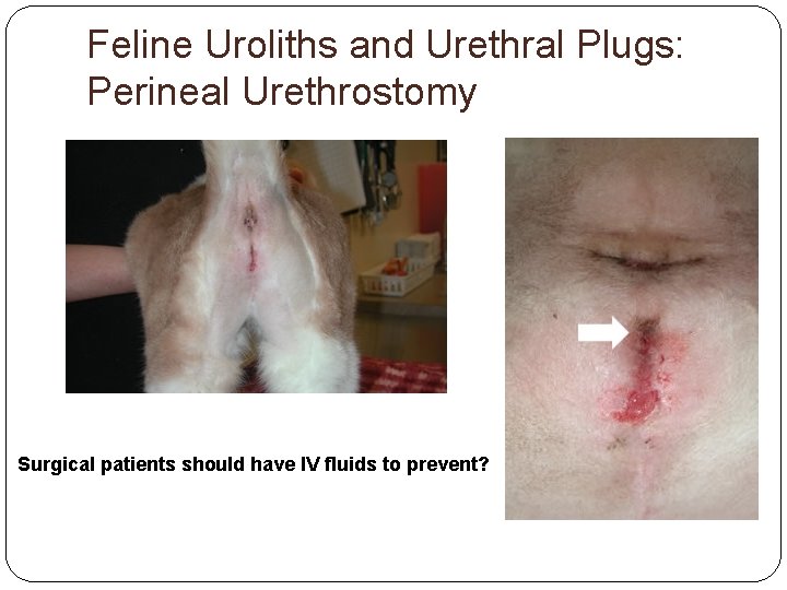 Feline Uroliths and Urethral Plugs: Perineal Urethrostomy Surgical patients should have IV fluids to