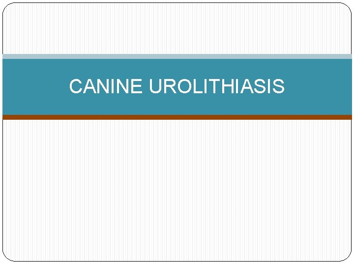 CANINE UROLITHIASIS 