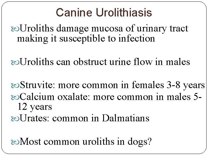 Canine Urolithiasis Uroliths damage mucosa of urinary tract making it susceptible to infection Uroliths