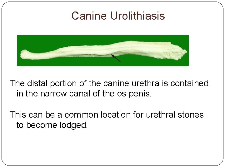 Canine Urolithiasis The distal portion of the canine urethra is contained in the narrow