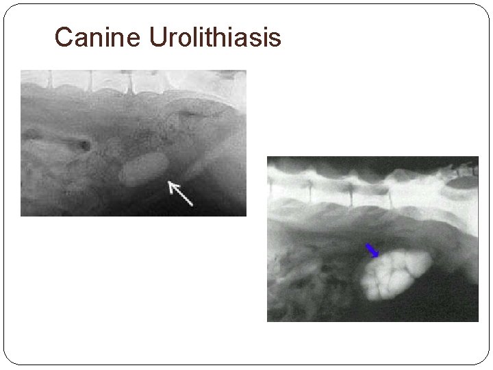 Canine Urolithiasis 