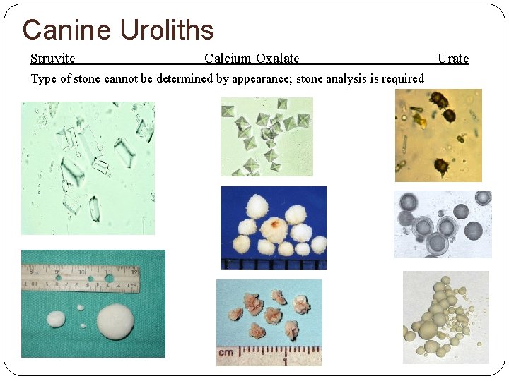 Canine Uroliths Struvite Calcium Oxalate Type of stone cannot be determined by appearance; stone