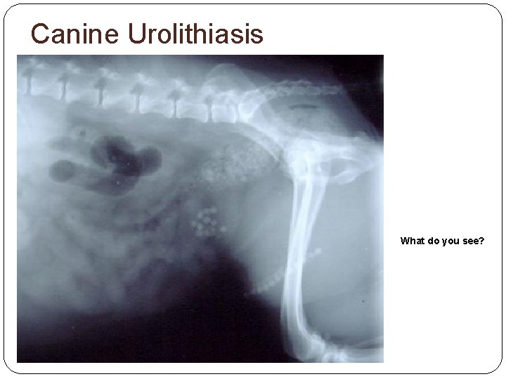 Canine Urolithiasis What do you see? 