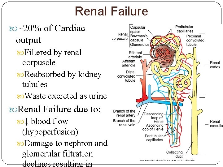 Renal Failure ~20% of Cardiac output Filtered by renal corpuscle Reabsorbed by kidney tubules