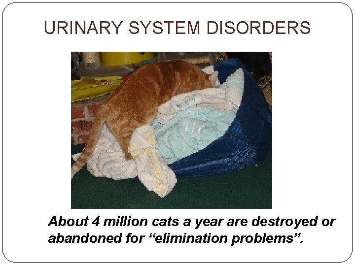 URINARY SYSTEM DISORDERS About 4 million cats a year are destroyed or abandoned for