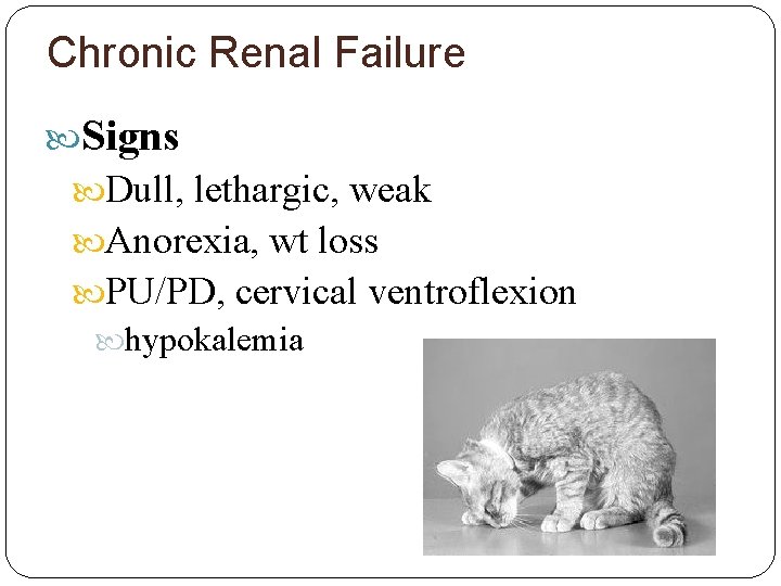 Chronic Renal Failure Signs Dull, lethargic, weak Anorexia, wt loss PU/PD, cervical ventroflexion hypokalemia