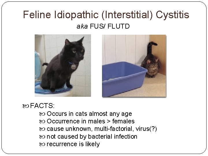 Feline Idiopathic (Interstitial) Cystitis aka FUS/ FLUTD FACTS: Occurs in cats almost any age