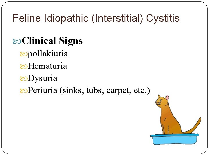 Feline Idiopathic (Interstitial) Cystitis Clinical Signs pollakiuria Hematuria Dysuria Periuria (sinks, tubs, carpet, etc.