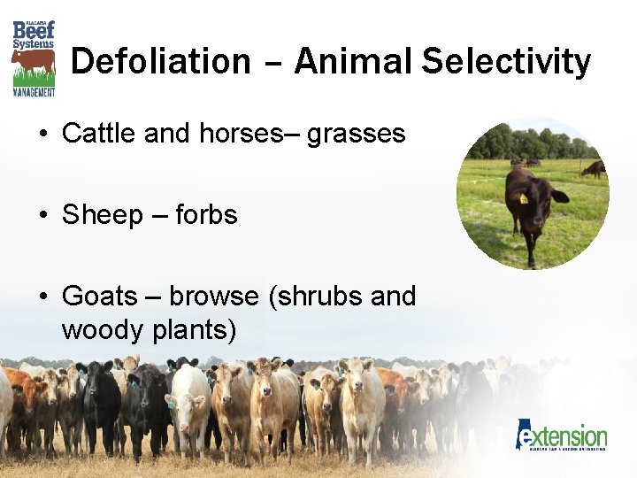 Defoliation – Animal Selectivity • Cattle and horses– grasses • Sheep – forbs •