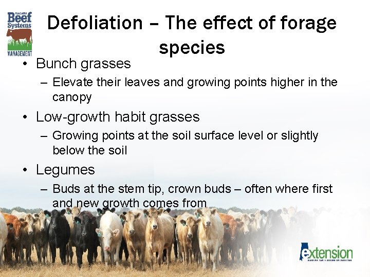 Defoliation – The effect of forage species • Bunch grasses – Elevate their leaves